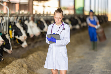 Young woman vet doctor with tablet walks along stall with cows, enters information about animals in...