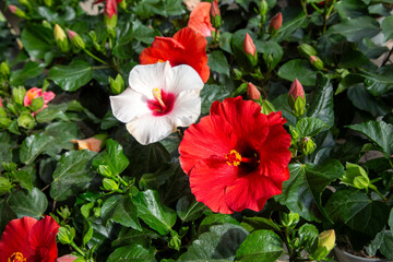 Bright pink flower of hibiscus (Hibiscus rosa sinensis) on green background.