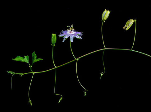 Vine of passion flower (Passiflora incarnata) showing (left to right) leaves, flower bud, flower, closed flower, and developing fruit.