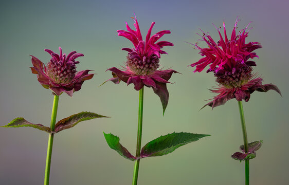 Bee balm (Monarda) flower in garden in central Virginia in summer.