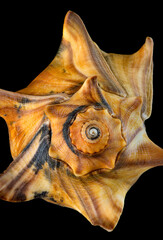 Shell of knobbed whelk (Busycon carica)