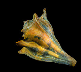 Shell of knobbed whelk (Busycon carica)