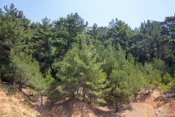 Pine is the name given to coniferous species that include forest trees from the Pinus genus of the Pinaceae family.