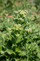 Lepidium draba, also known as whitetop, hoary cress, or Thanet cress, is a rhizomatous perennial...