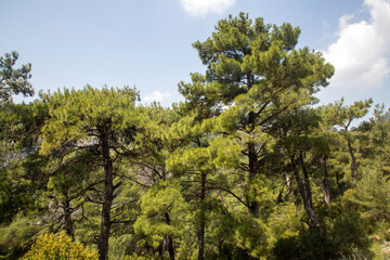 Obraz premium Pine is the name given to coniferous species that include forest trees from the Pinus genus of the Pinaceae family.