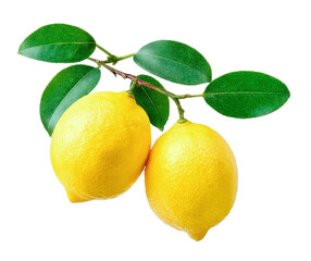 fresh lemons on branch isolated on transparent background