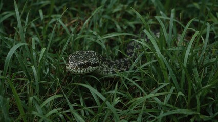 Fototapeta premium Camouflaged serpent weaving through the lawn