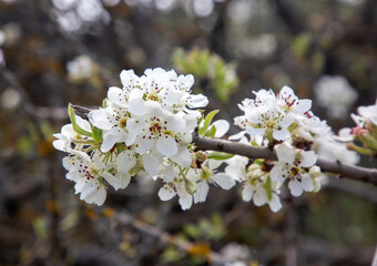 Pyrus elaeagrifolia is a plant species belonging to the Pyrus genus. Pyrus elaeagrifolia flower.