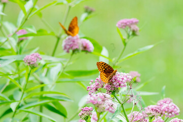 butterfly on pink flower