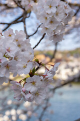 Japan spring flowers