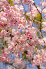 Japan spring flowers