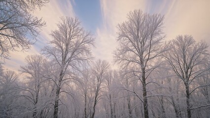In a calm forest, snow-laden limbs reach heavenward under a sky filled with drifting clouds, forming a serene ambiance.