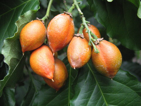 Bunchosia argentea, known as silver peanut butter fruit, is a species of flowering plant in the acerola family, Malpighiaceae, that is native to Venezuela, Colombia, Peru, Brazil, Guyana and Suriname.