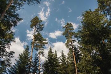pine trees in the forest