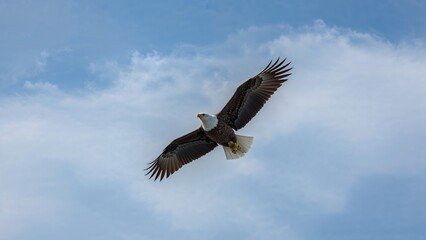 Obraz premium Majestic Bald Eagle in Flight Over Wilderness