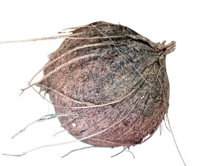 coconut isolated on white