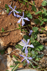 Vinca herbacea, with common name herbaceous periwinkle, is a flowering plant native to eastern Europe.
