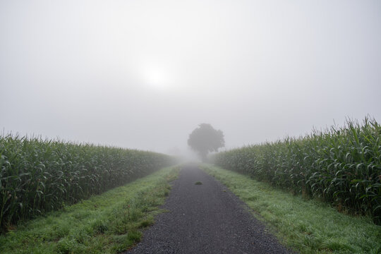 road in the morning fog