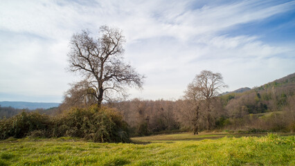Paisaje, Sector el Carmen, Región de Ñuble, Chile.