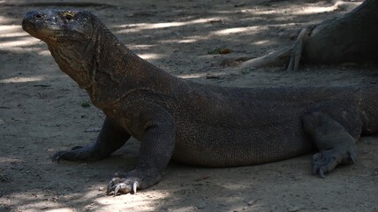 Waran z Komodo © Grzegorz