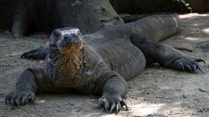 Obraz premium Waran z Komodo