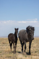 Wild Horse Mare and Foal in the Utah Desert in Springtime