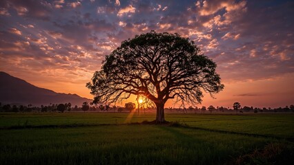 Naklejka premium Sunset backdrop featuring a black-leafed tree silhouette and scenic vista of cultivated land and mountain ranges