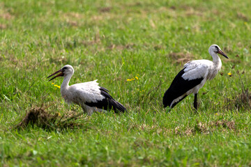 Stehender und sitzender Storch auf einer Wiese im Naturschutzgebiet Moorgürtel