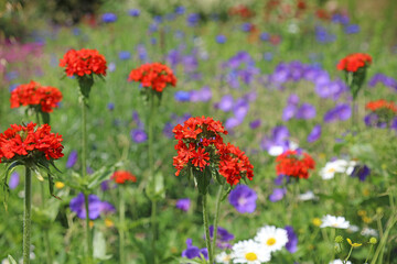 Closeup of Maltese Cross flowers in a colourful garden border, Sussex England
