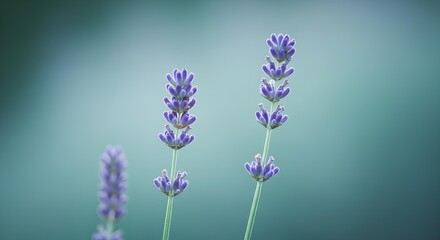 Obraz premium Close-up of vibrant lavender flowers against a soft teal background. 
