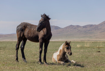 Wild Horse Mare and Foal in the Utah Desert in Springtime