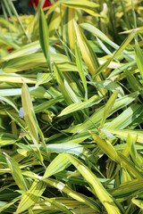 Macro image of Dwarf White-striped bamboo foliage with rain drops, Sussex England
