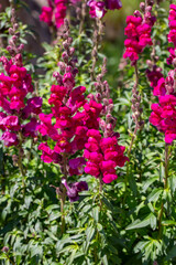 Antirrhinum is a plant genus belonging to the Plantaginaceae family.