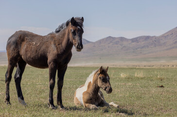 Wild Horse Mare and Foal in the Utah Desert in Springtime