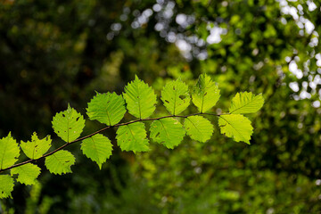 Green leaves on branch in the forest