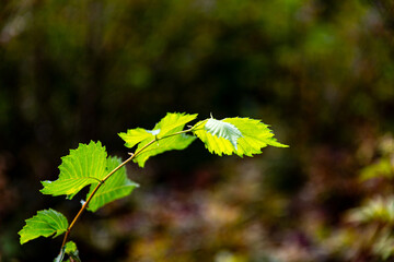 Green leaves on branch in the forest
