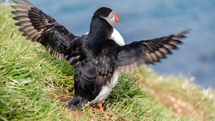 A vibrant puffin stands on the lush green grass, showcasing its colorful beak and flapping wings....