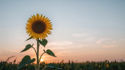 Radiant sunflower under the soft sunset glow