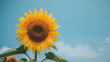 Obraz premium Bright yellow flower in bloom