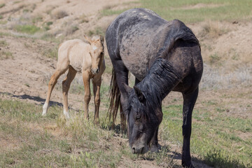 Wild Horse Mare and Foal in the Utah Desert in Springtime