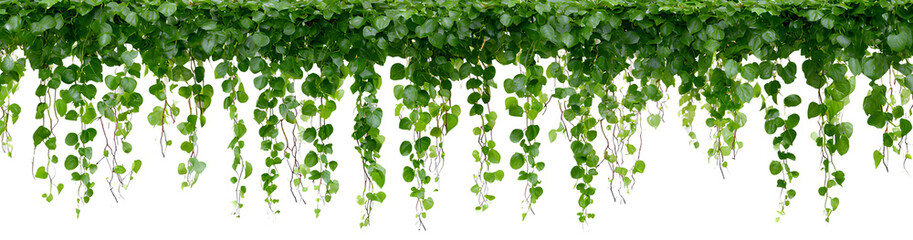]Vines hanging from the ceiling, isolated on a Transparent background PNG
