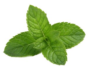 Vibrant green mint leaves showcase fresh, natural aroma and cooling sensation perfect for culinary, medicinal, and wellness applications
