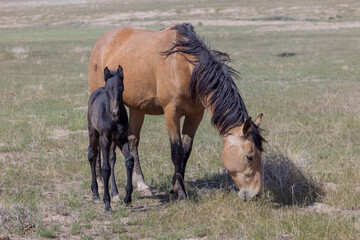 Wild Horse Mare and Foal in the Utah Desert in Springtime