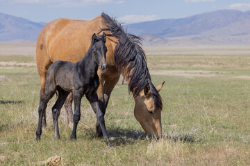 Wild Horse Mare and Foal in the Utah Desert in Springtime