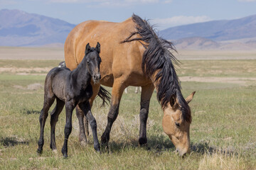Wild Horse Mare and Foal in the Utah Desert in Springtime