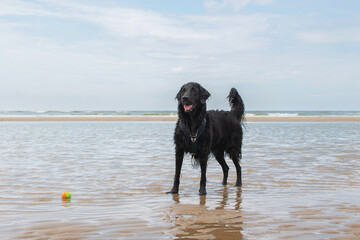 One happy black dog standing in the ocean looking towards his owner. With a floating ball next to the dog. Playfull portrait dog on the beach. 