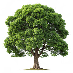 Lush Green Tree Nature Photography Vibrant Foliage Summer Scenery Isolated On Transparent Background