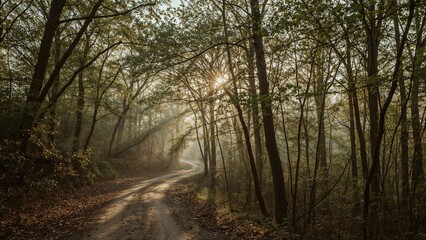 Fototapeta premium Early morning light illuminating forest