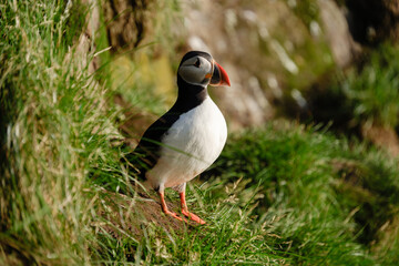 A puffin showcases its vibrant colors while perched on lush green grass along a rugged Icelandic coastline. This serene moment captures the charm of Icelands wildlife and landscape.