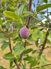 small plum on the tree, ripening fruit, fillet plum
